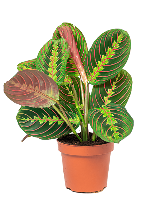 Verzorgingstips Maranta